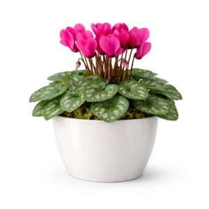 Cíclame – Cachepô Simples