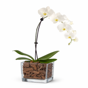 Orquídea Phalaenopsis Branca - Vaso de Vidro