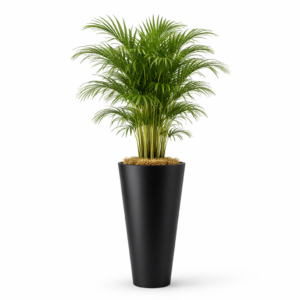 Palmeira Areca - Vaso de Polietileno